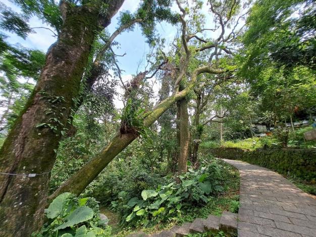 圖片3-樹木狀態觀察(一)