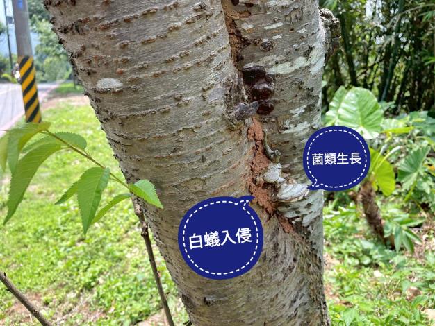 圖片8-樹木狀態觀察(六)