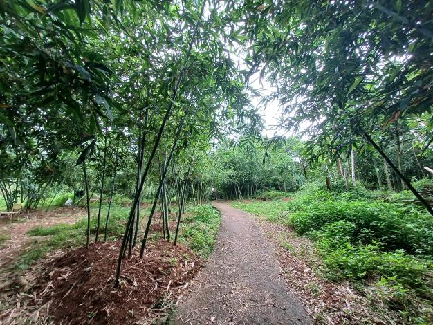 照片2-綠竹筍農地