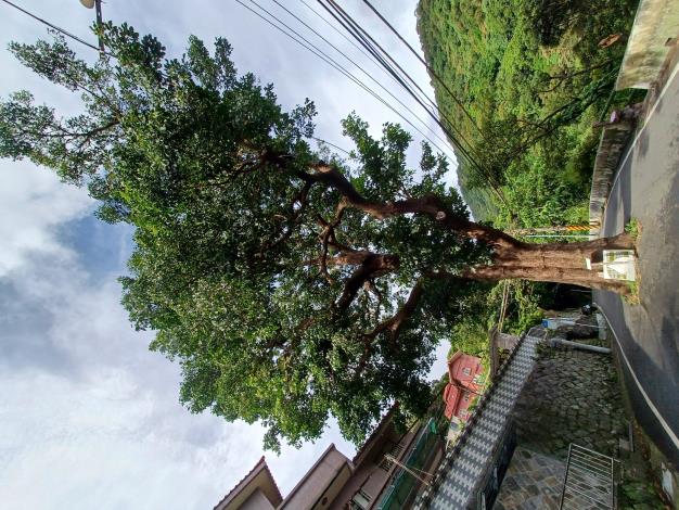 照片8-白年茄苳