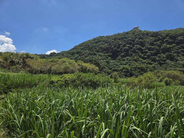 照片8-筊白筍田