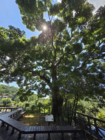 照片6-百年無患子平台