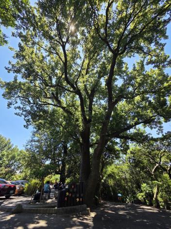 照片4-楓香姊妹樹