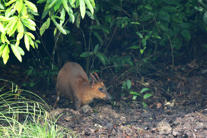 05山羌近幾年在臺北郊山的數量明顯增加,但還是非常害羞。成熟的雄性山羌,具有明顯的「角」。