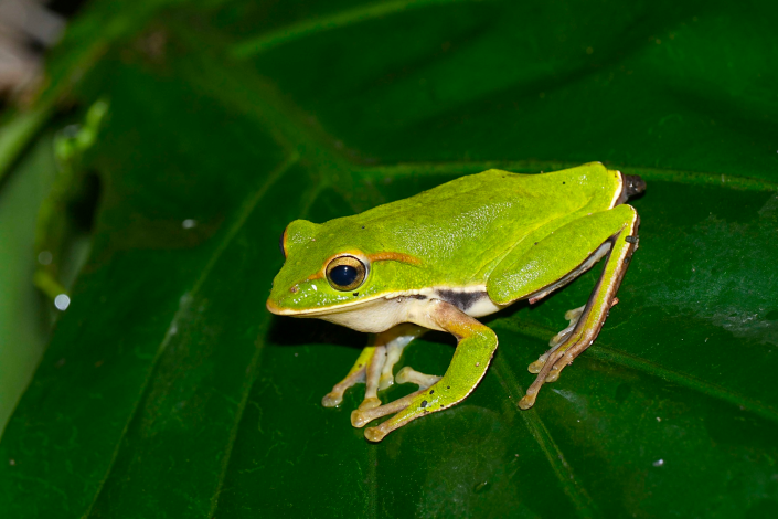 03翡翠樹蛙,因發現地在翡翠水庫上游,也因為身體的綠色像是翡翠寶石一般,因此以「翡翠」命名。從吻端延伸至眼後的金色眼影是翡翠樹蛙亮眼的特徵。