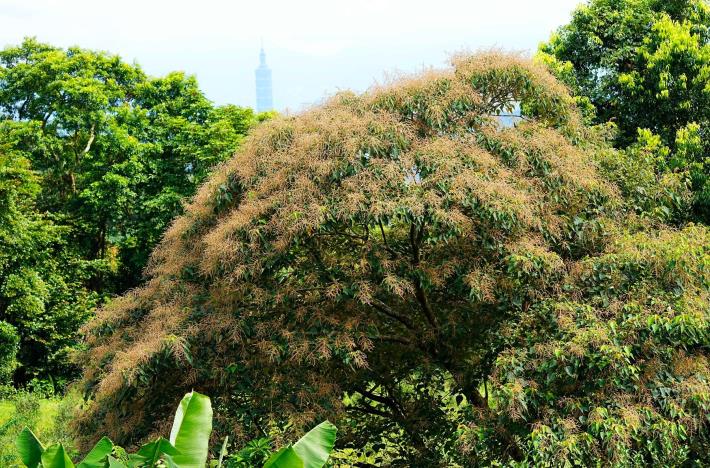 06開花的白匏仔。