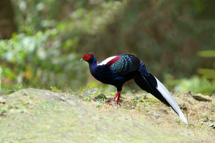 02在臺北市鬱閉的林下,清晨與黃昏時,也有機會遇到美麗的藍腹鷴。
