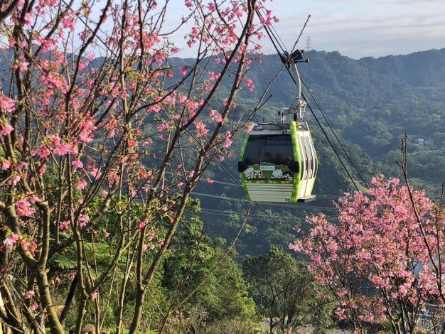 02指南風景區櫻花與纜車疊合景觀