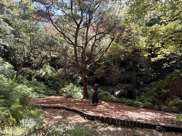 照片4.木屑鋪成的平台