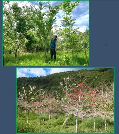 06以生態復育方法將外來雜草地改造為原生森林