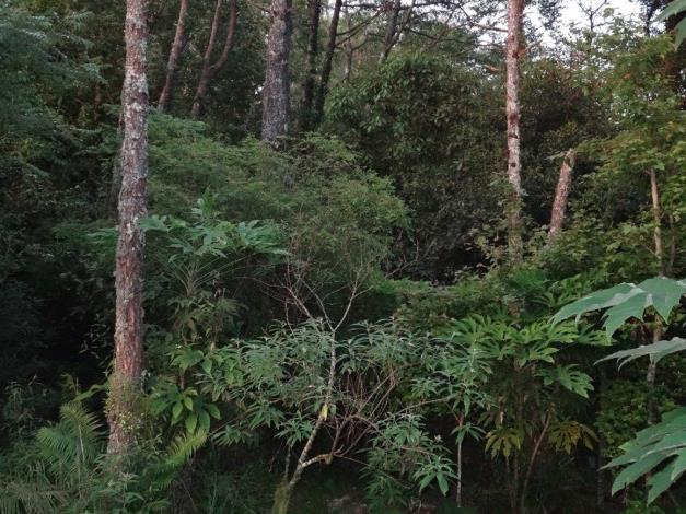 04營造保育類動物之觀霧山椒魚及寬尾鳳蝶的棲息環境(復育後)