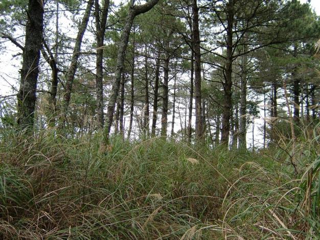 03利用在地原生植物,進行火燒後退化地之森林復育(復育前)