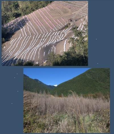 05高山菜園廢耕後形成外來雜草地