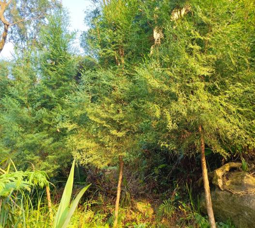 02有定期撫育的臺灣肖楠林木生長較佳,碳吸存量也較高。-fotor-20251112103112