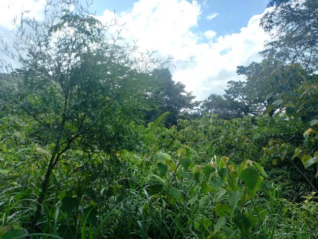 01由於造林地開闊,未撫育易使雜草繁生,影響造林木生長。