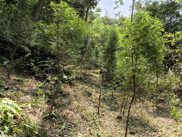 04經過除草除蔓、修枝疏伐等撫育工作,樹木生長更快,也能增加增加二氧化碳吸存量。