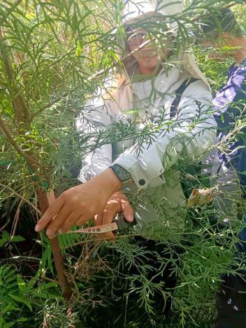 03胸高直徑是林木生長調查的重要參數,可配合公式計算林木的碳儲存量。-fotor-20251112103235