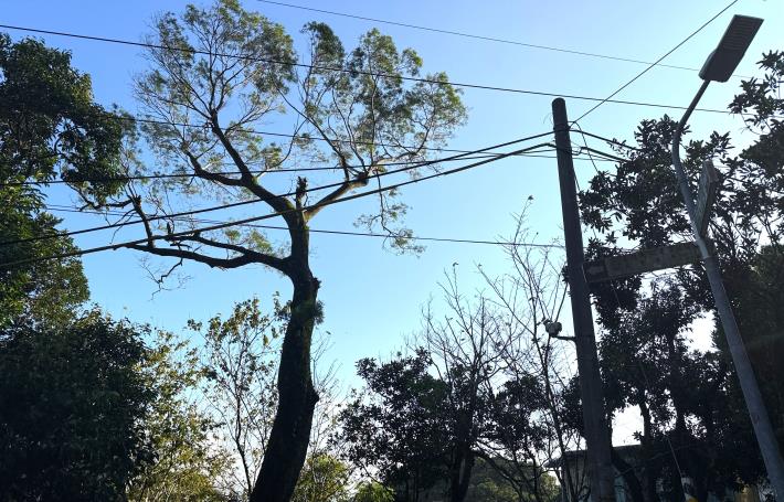 照片11、許願樹