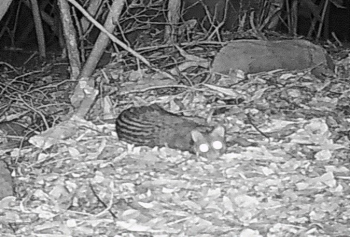 04劍南山火燒跡地，在經歷造林撫育後，也紀錄到麝香貓等物種。