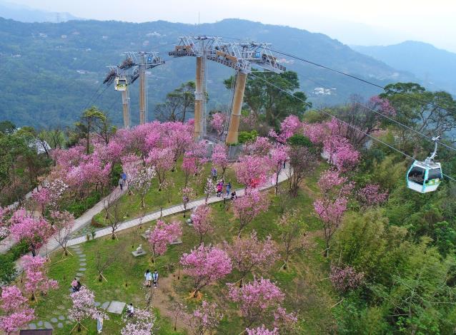 照片13指南風景區-飛寒櫻造林與貓空纜車景觀空拍(花季約3月)