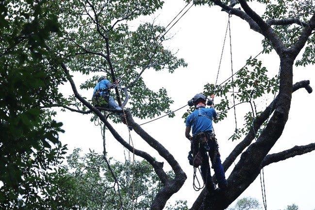 圖片6 以攀樹方式進行保母樹移除作業示範