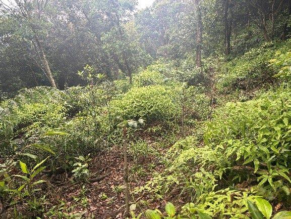 圖片9 2021年營造之四季景觀區撫育前情形