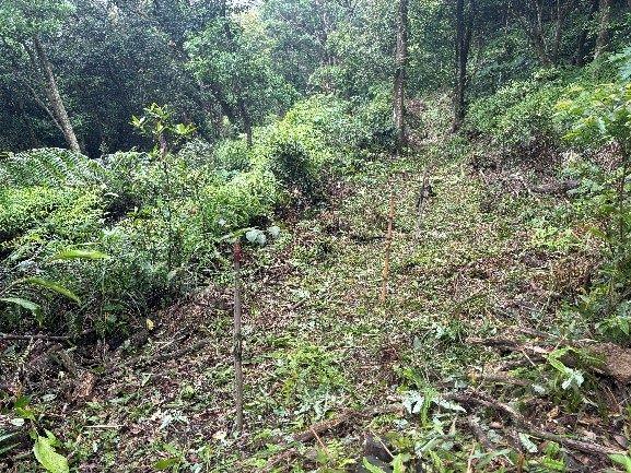 圖片10 2021年營造之四季景觀區撫育後情形