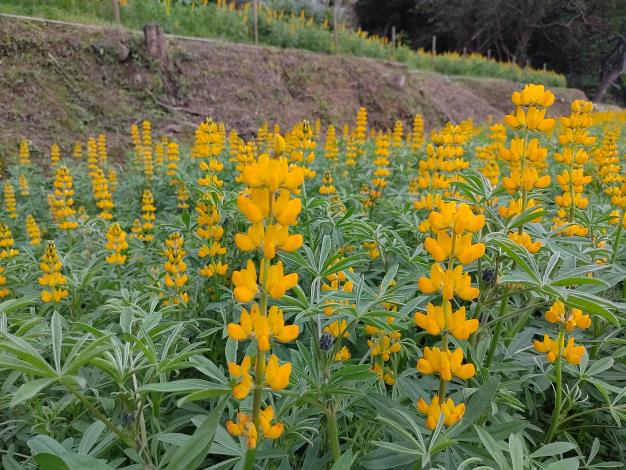 4. 114年魯冰花近照