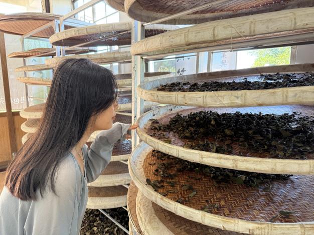 照片3 南港茶葉製造示範場-茶葉