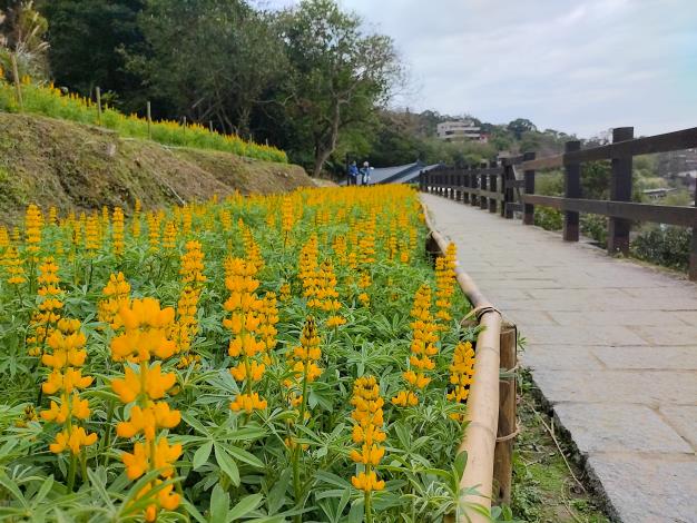 6. 往年魯冰花海成果6