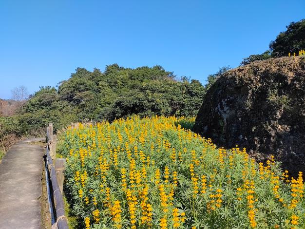 2. 往年魯冰花海成果2