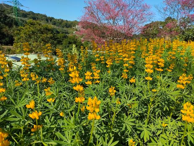 5. 往年魯冰花海成果5