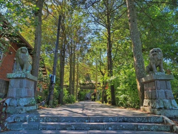 照片3：竹柏高聳參天