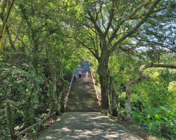 照片2：竹柏參道綠色隧道