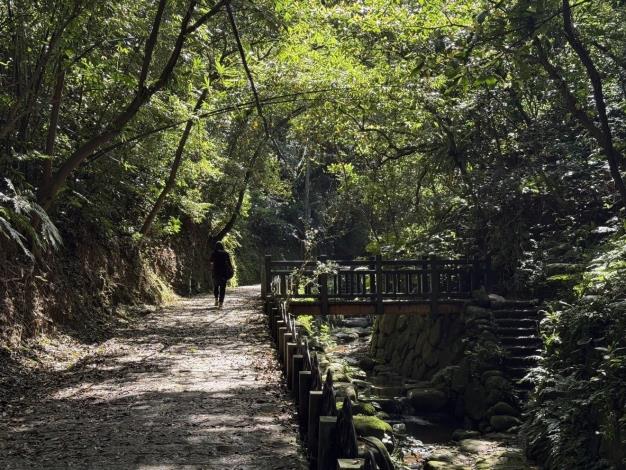 圖8:虎山溪步道樹冠層層交織