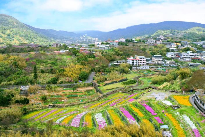 照片2_鵝尾山水田花海遠景