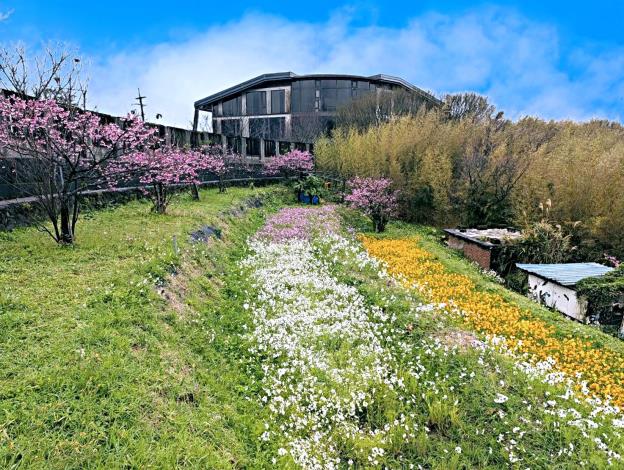 照片1_鵝尾山水田波斯菊花海與櫻花