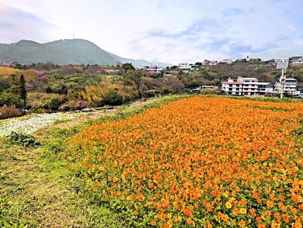 照片3_鵝尾山水田波斯菊花海(橘黃)
