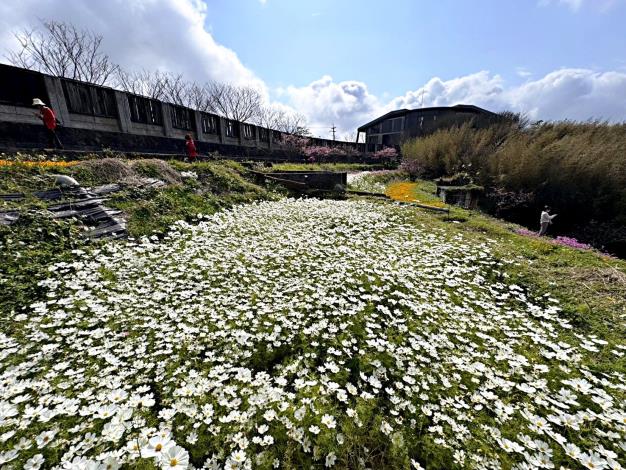 照片4_鵝尾山水田波斯菊花海(粉白)