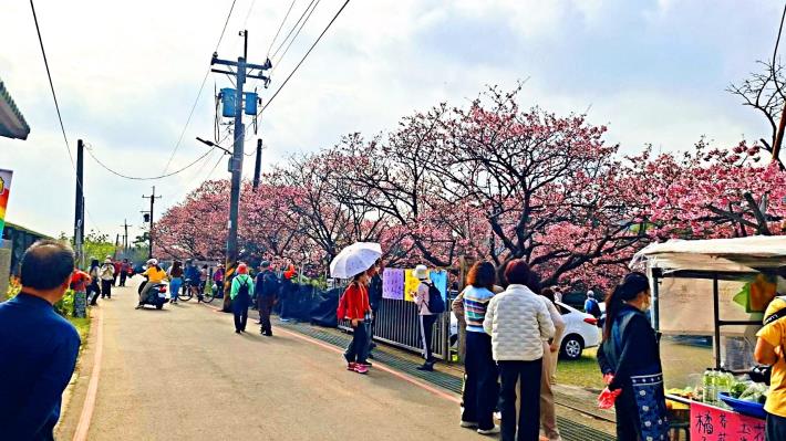 照片5_平菁街櫻花巷櫻花初放花況