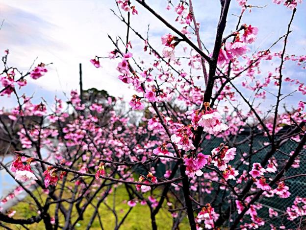 照片6_平菁街櫻花巷櫻花近景