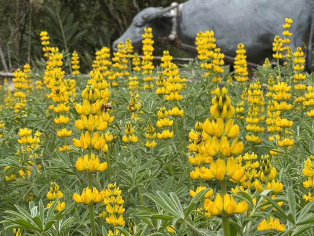 照片3－魯冰花況_0