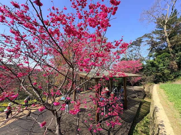 樟樹步道旁櫻花