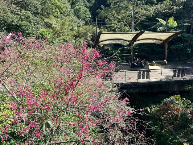 草湳橋平台迎賓櫻花