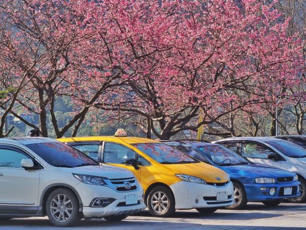 照片6：指南風景區後山停車場櫻花盛開