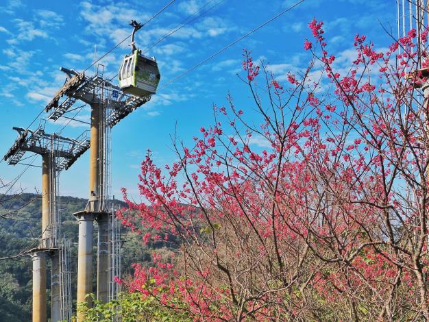 照片2：山櫻花與貓纜相映