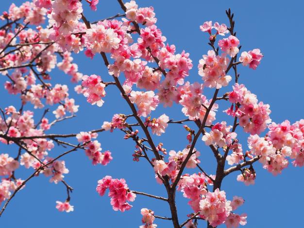 照片7：指南風景區後山櫻花盛開