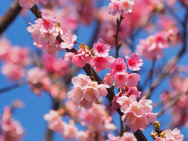 照片5：指南風景區後山櫻花