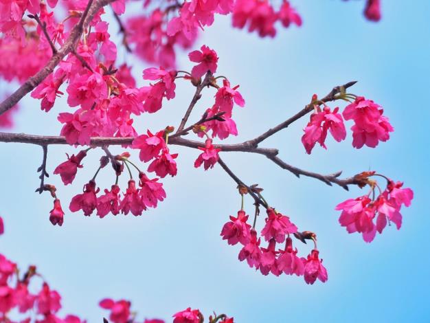 照片3：山櫻花盛開