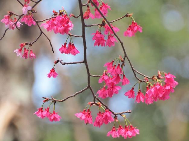 照片4：山櫻花朵如懸鐘般朝下生長